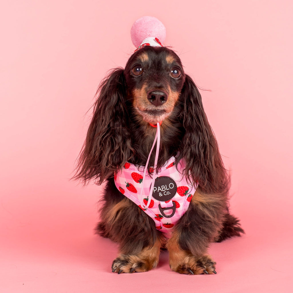 Strawberry Fields: Adjustable Harness