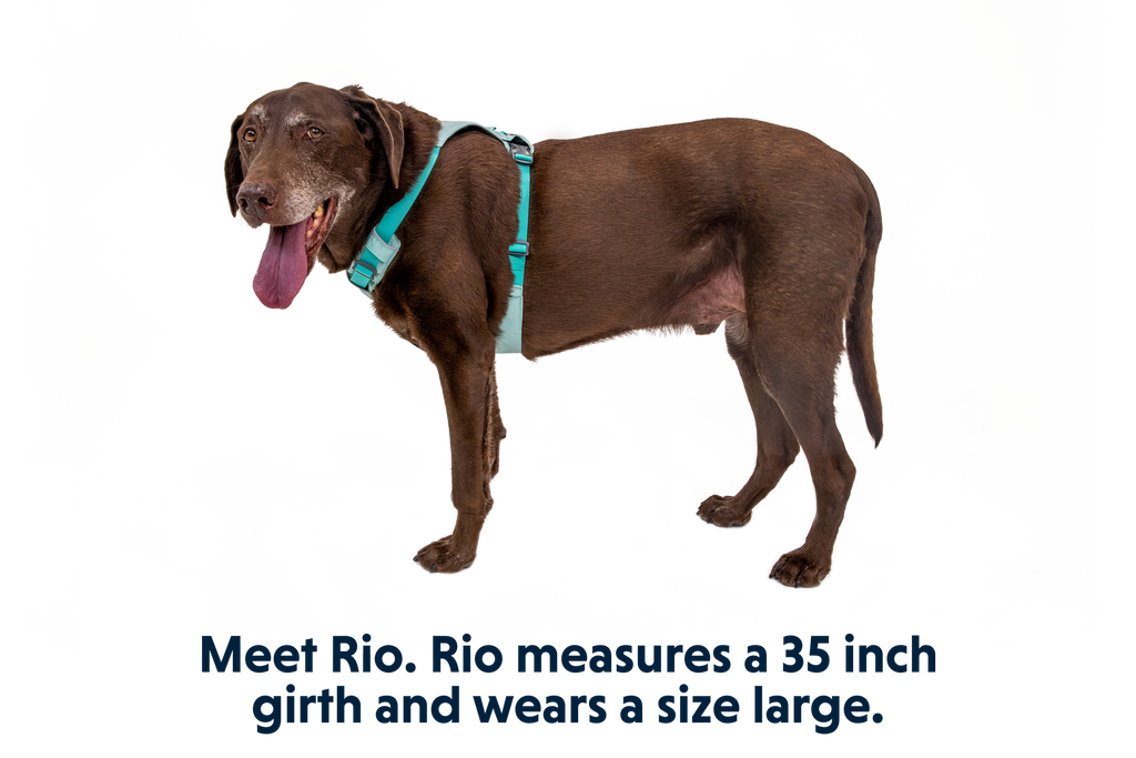 Hi & Light™ Lightweight Dog Harness