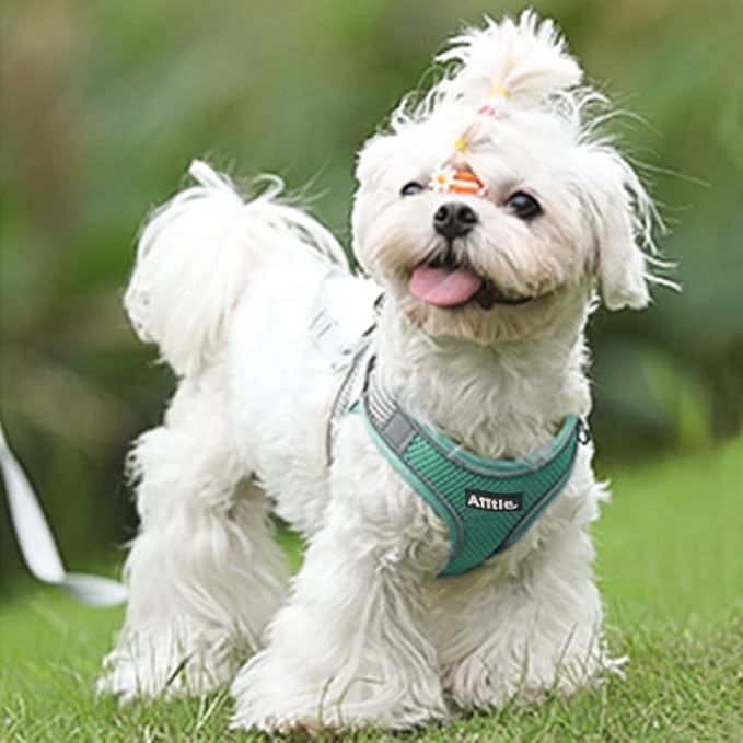 AIITLE Escape Proof Dog Harness