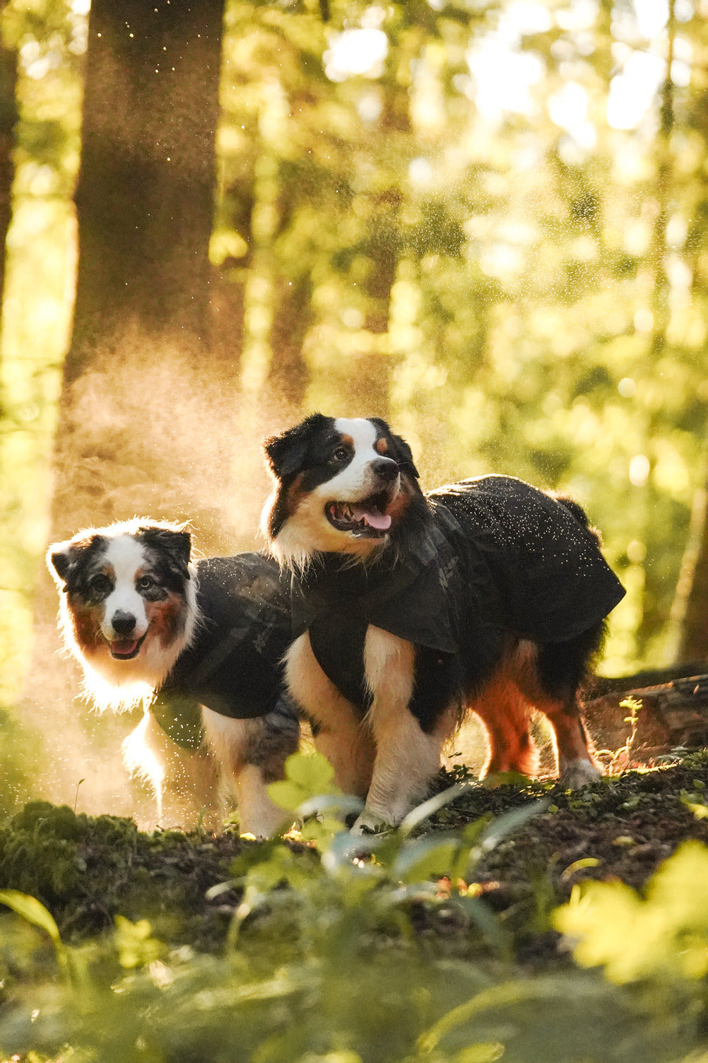 Trekking dog raincoat