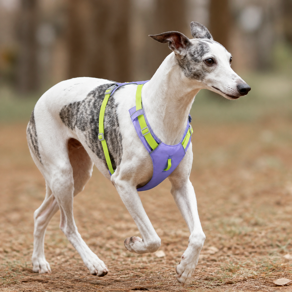 Cloud-Lite™ Dog Harness