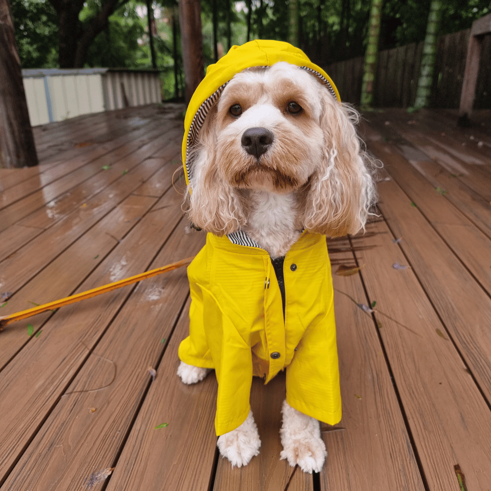 Dog Raincoat - Yellow